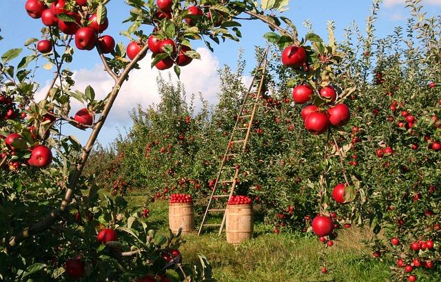 Proč je jablko superfood a jaké jsou jeho benefity