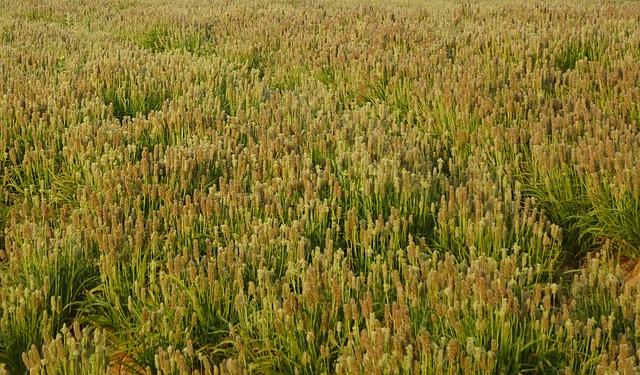 - Nejlepší způsob, jak dosáhnout‍ nadýchanosti⁢ Psyllium Knedlíku