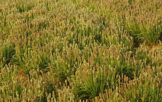 - ⁢Jak Psyllium Knedlík pomáhá⁢ snižovat příjem sacharidů