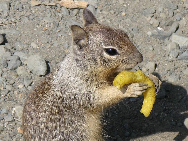 Rychlé a jednoduché zdravé snacky na cesty