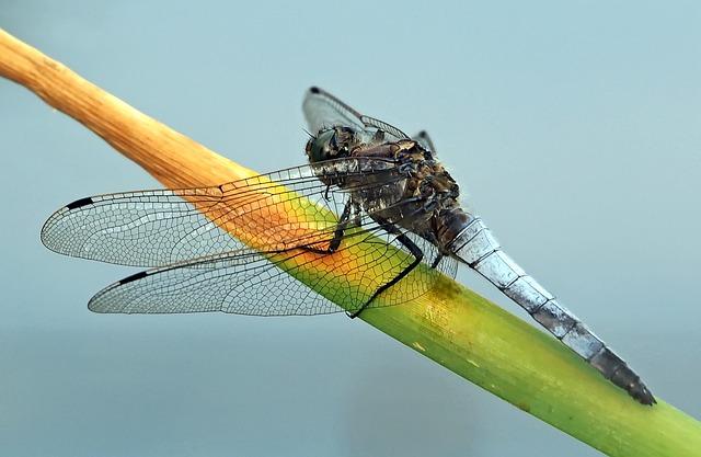 Plochý břich k večeři: Dietní tipy, které zasytí a nezatíží